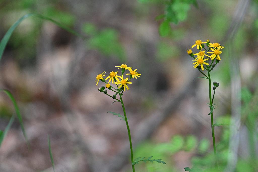 2025-05168604 Broad Meadow Brook, MA.JPG - Golden Ragwort. Broad Meadow Brook Wildlife Sanctuary, MA, 5-16-2025